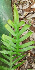 Phlebodium pseudoaureum