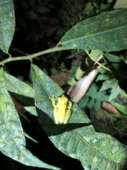 Dendropsophus rhodopeplus