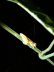 Dendropsophus rhodopeplus