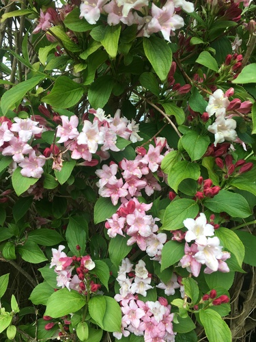 Foto de Weigela florida