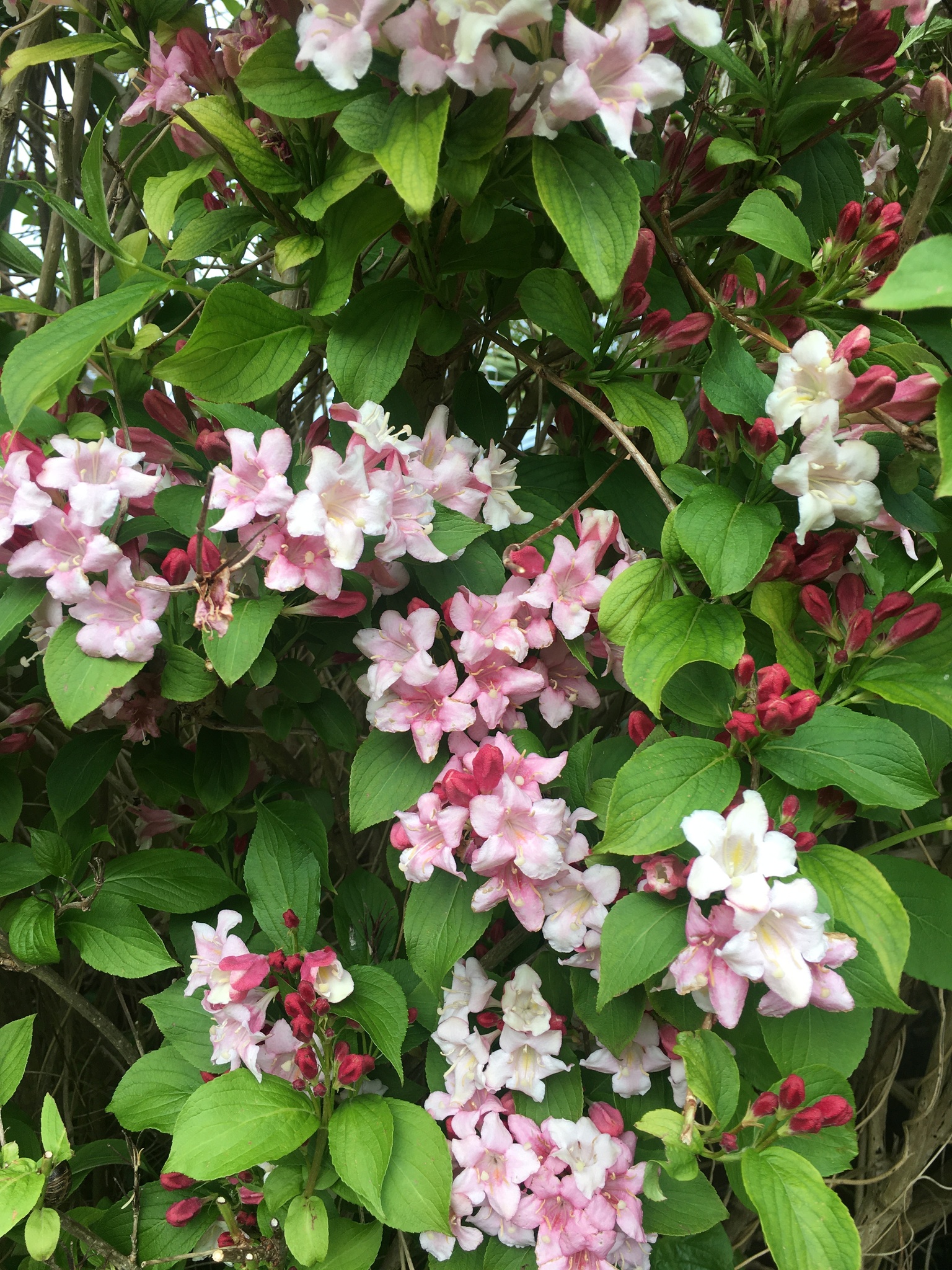 Imagem de Weigela florida