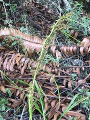 Carex spicatopaniculata