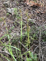Carex spicatopaniculata