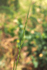 Aegilops longissima