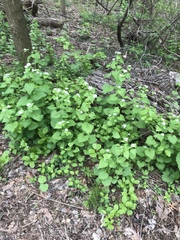 Alliaria petiolata
