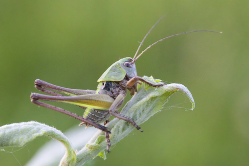 Margasis žiogas nuotrauka