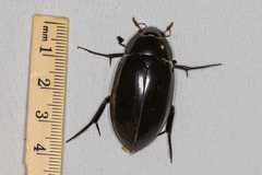 Hydrophilus insularis