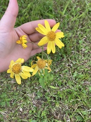 Arnica acaulis, photograph Alicia Ballard, CC BY, iNaturalist via GBIF