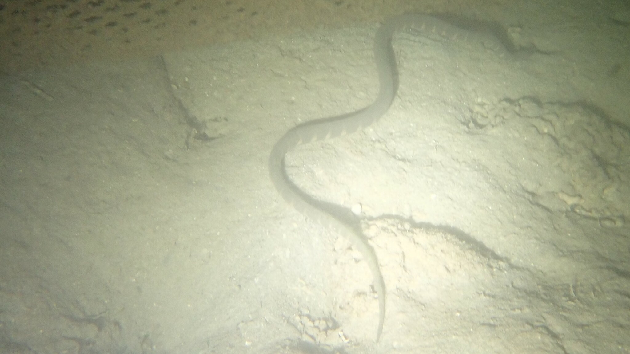 Acrochordus granulatus (Schneider, 1799)