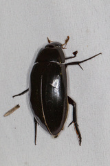 Hydrophilus insularis