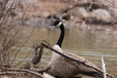 Branta canadensis