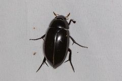 Hydrophilus insularis