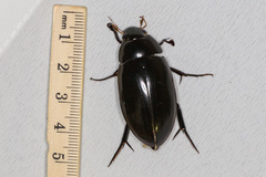 Hydrophilus insularis