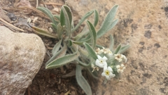 Oreocarya virginensis