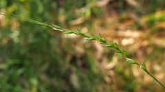 Aegilops longissima