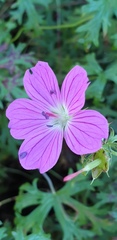 Geranium incanum multifidum