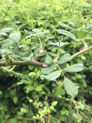 Rosa multiflora