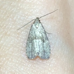 Hypenodes franclemonti