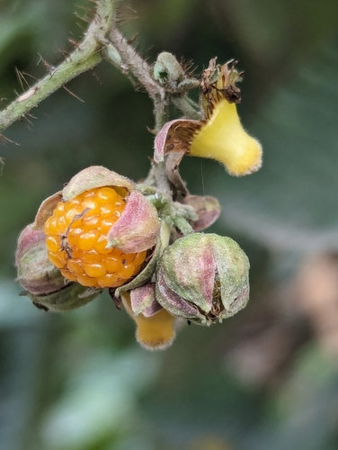 Image of Rubus ellipticus by (c) Sagnik Dutta Roy, some rights reserved (CC BY)