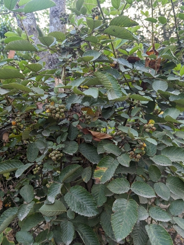 Image of Rubus ellipticus by (c) Sagnik Dutta Roy, some rights reserved (CC BY)