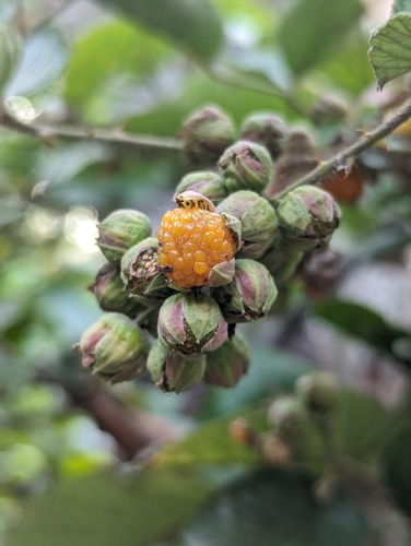 Image of Rubus ellipticus by (c) Sagnik Dutta Roy, some rights reserved (CC BY)