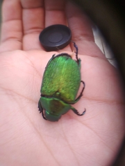 Chrysophora chrysochlora