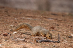 Sciurus niger