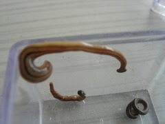 Bipalium pennsylvanicum