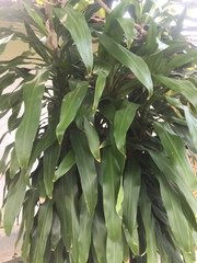 Dracaena fragrans