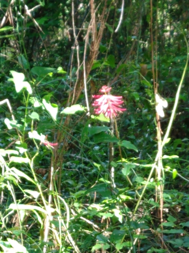 Erythrina herbacea image
