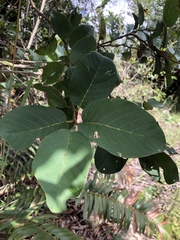 Annona senegalensis senegalensis