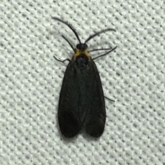 Acoloithus falsarius