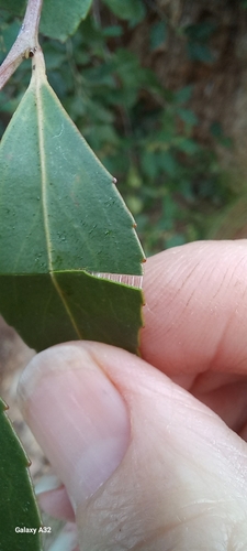 Image of Silky Bark (Maytenus acuminata) by (c) Adele SL, some rights reserved (CC BY)