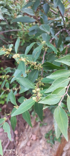Image of Silky Bark (Maytenus acuminata) by (c) Adele SL, some rights reserved (CC BY)