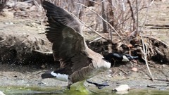 Branta canadensis