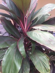 Cordyline fruticosa
