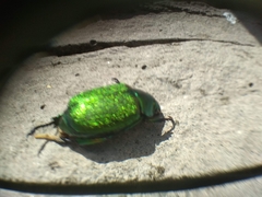 Chrysophora chrysochlora