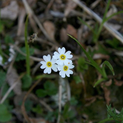 boreal primrose (Primula anvilensis)