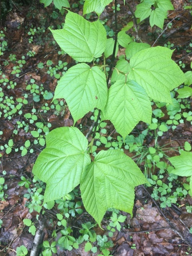 striped maple (Acer pensylvanicum)