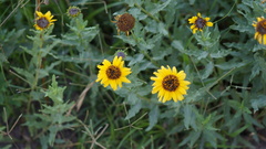 Helianthus laciniatus