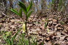 Uvularia puberula