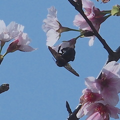 Xylocopa tranquebarorum