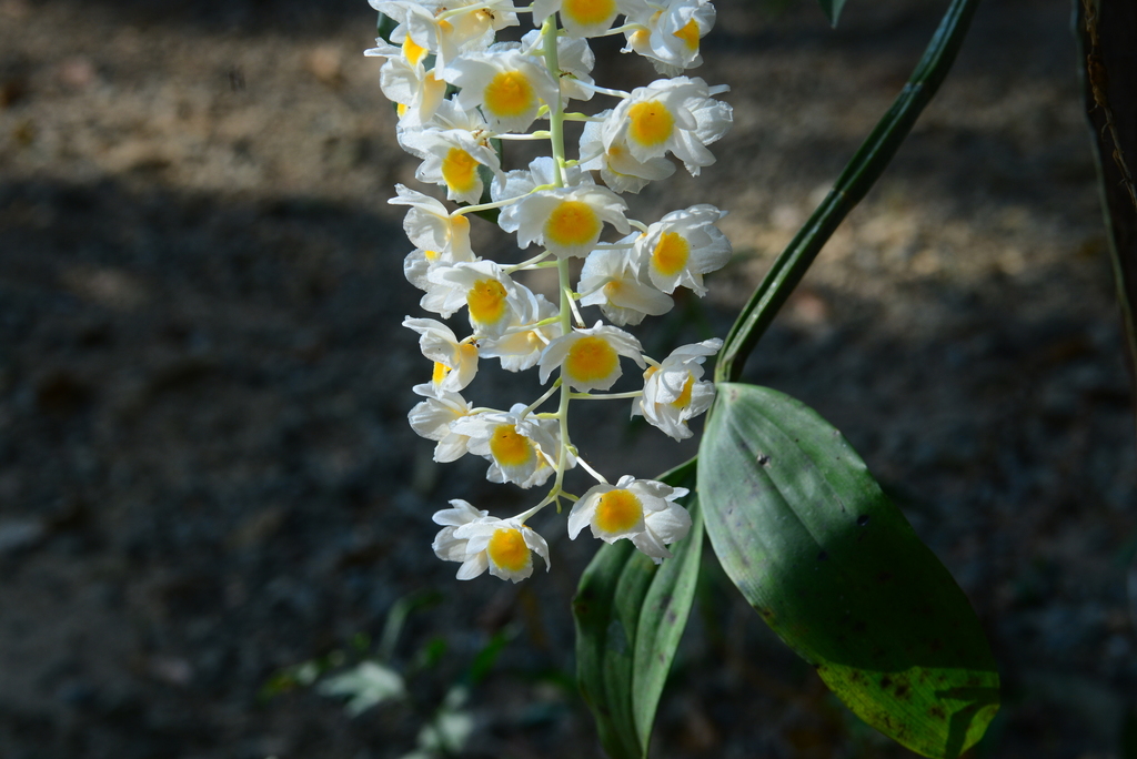 Dendrobium farmeri Paxton 2