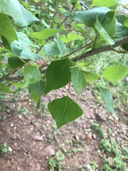 Populus tremuloides