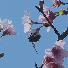 Xylocopa tranquebarorum