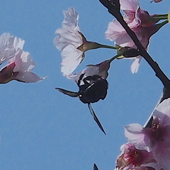 Xylocopa tranquebarorum