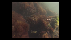 Paraclinus marmoratus