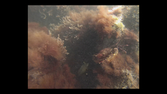 Paraclinus marmoratus