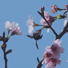 Xylocopa tranquebarorum