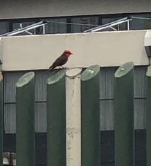 Pyrocephalus rubinus